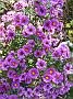 Aster nov Geayborder Splandor
